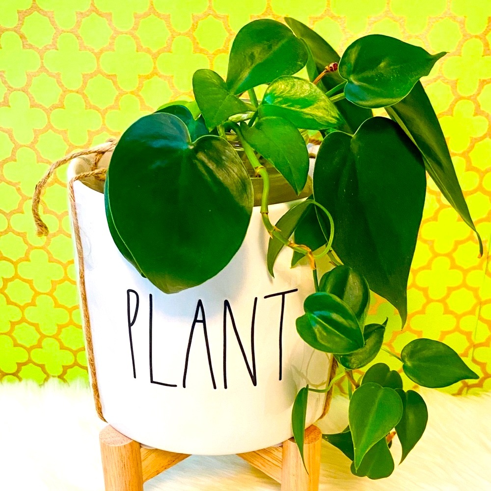 Rae Dunn PLANT Planter with Wooden Stand Mom Gift - Picture 4 of 8